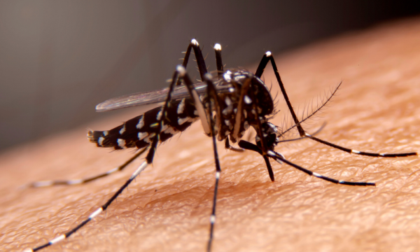 Recursos do PDDE podem ser usados para ações de combate à dengue nas escolas