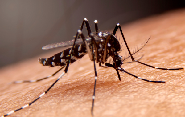 Recursos do PDDE podem ser usados para ações de combate à dengue nas escolas